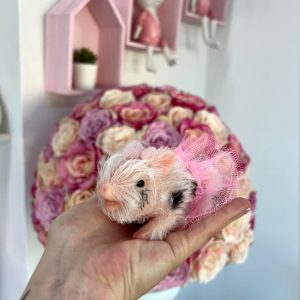 Mini Pig Silicona